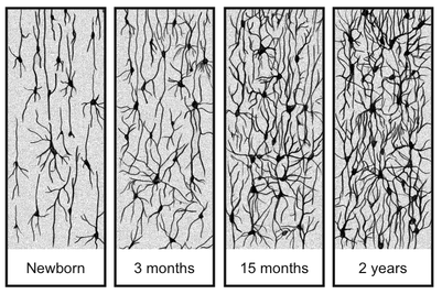 developingcortex