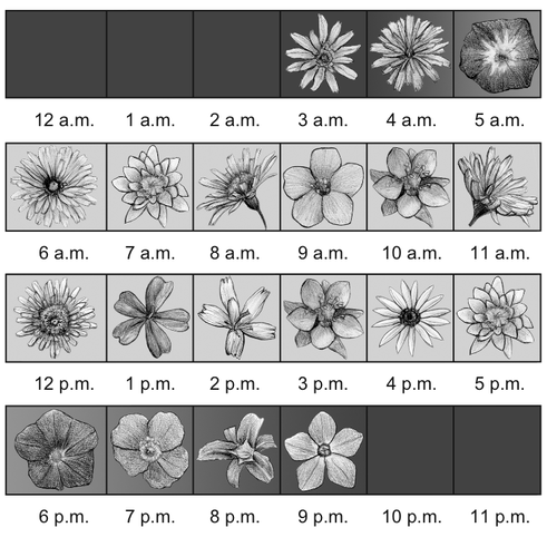 flowerclock