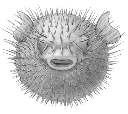 pufferfish