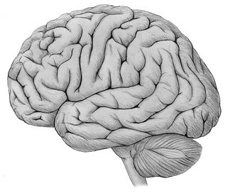 wholebrain
